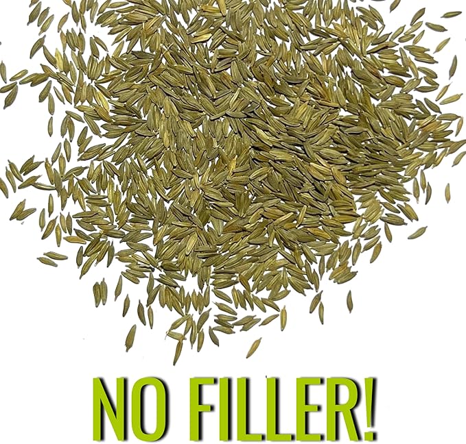 Seed Needs Dandelion Seeds for Planting Fresh Herbs | 10,000+ Untreated Seeds Non GMO Heirloom | Bulk Dandelion Seed | Herb Garden Variety Produces Edible Plants