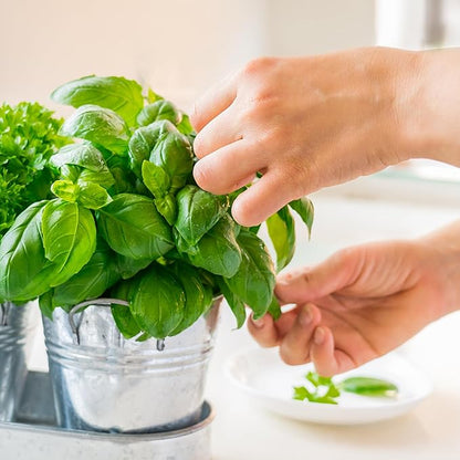 Seed Needs Sweet Basil & Italian Oregano Seeds for Planting Fresh Kitchen Herbs - Non-GMO Heirloom & Untreated Perennial & Annual Herb Seed to Plant a Culinary Garden Indoors or Outdoors (2 Packs)