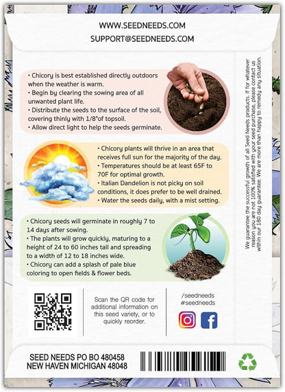 Seed Needs Chicory Seeds for Planting Cichorium intybus - Heirloom & Open Pollinated Wildflowers to Grow a Butterfly Garden That Attracts Butterflies, Bees & Other Pollinators (5 Packs)
