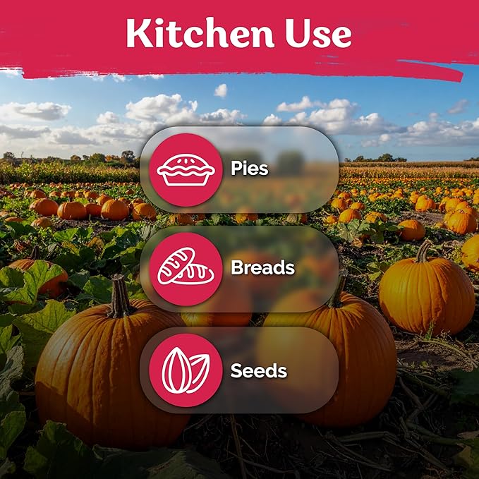 KVITER 25 Big Max Pumpkin Seeds for Planting (Cucurbita Pepo) – Giant Heirloom & Organic Pumpkin Seeds, Up to 100 lbs – Ideal Vegetable Seed Packets for Home Outdoor Garden