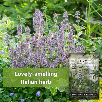 Sow Right Seeds - Thyme Seed for Planting - Non-GMO Heirloom Packet with Instructions for Easy Planting Your Kitchen Herb Garden - Indoor or Outdoor - Great for Hydroponics Growing - Culinary Herb (2)