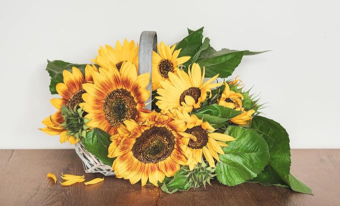 Seed Packets for Planting Autumn Beauty Sunflowers in Home Outdoor Garden - Heirloom Non-GMO Flower Seed Packets