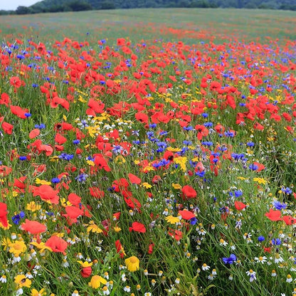 Eden Brothers Back to Basics Flower Mixed Seeds for Planting, 1/4 lb, 120,000+ Seeds with Cornflower Tall Blue, Corn Daisy, Attracts Pollinators, Plant in Spring or Fall, Zones 3, 4, 5, 6, 7, 8, 9, 10