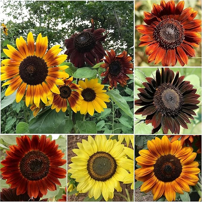 Seed Needs Sunflower Seeds to Plant Sunset Blend 7 Varieties Mix | 750+ Seeds Helianthus Annuus Heirloom Open Pollinated XL Packet | Multicolored Sun Flowers Garden Favorite
