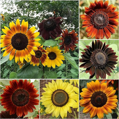 Seed Needs Sunflower Seeds to Plant Sunset Blend 7 Varieties Mix | 750+ Seeds Helianthus Annuus Heirloom Open Pollinated XL Packet | Multicolored Sun Flowers Garden Favorite