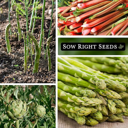 Sow Right Seeds - Perennial Vegetable Seed Collection for Planting - Artichoke, Rhubarb, and Asparagus - Tasty and Nutritious Favorites for Outdoor Garden - Non-GMO Heirloom Packets with Instructions