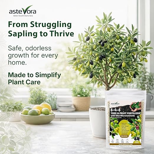 Olive Tree Fertilizer – Fruit Tree Fertilizer for Olive Tree, Citrus, Lemon, Lime, Fig, Avocado, Mango, Apple & Pomegranate – for Potted & Outdoor Trees (3 quarts - 6 lbs.)