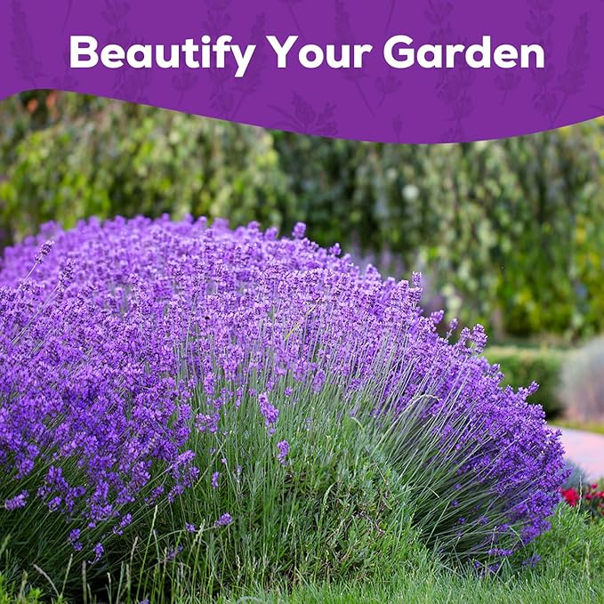 English Lavender Seeds for Planting - 1500+ Heirloom, Non-GMO Seeds - High Germination, Fragrant Purple Flowers Herb Seeds for Home Garden, Indoor/Outdoor