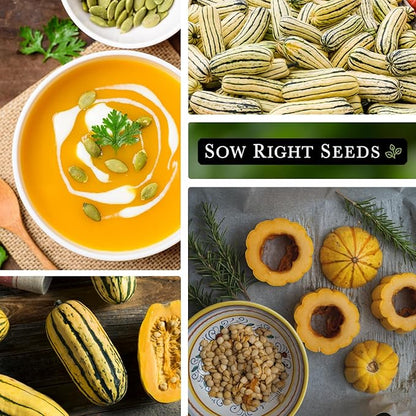 Sow Right Seeds - Yellow Scallop Squash Seed for Planting - Non-GMO Heirloom Packet with Instructions to Plant a Home Vegetable Garden, Traditional Summer Variety - Tasty Mini Squash (3)