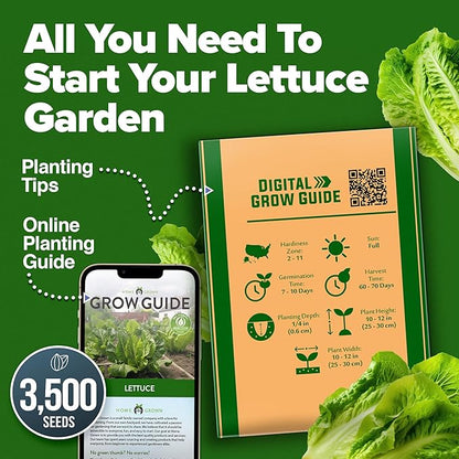 HOME GROWN Non GMO Parris Island Romaine Lettuce 3,500+ High Germination Heirloom Lettuce for Planting Crisp Heads for Garden & Hydroponics, Indoor Outdoor (Lactuca Sativa)