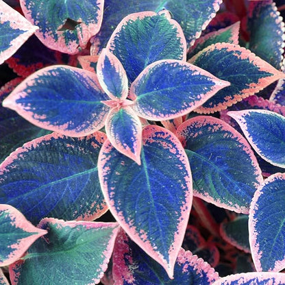 Coleus Seeds, 100 Pack, Indoor Outdoor Colorful Foliage Plant, Shade-Loving Garden Decor