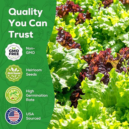 Heirloom Lettuce Seeds - 5 Varieties, Non-GMO Seeds for Planting - Black Seeded Simpson, Iceberg, Buttercrunch, Parris Island Cos & Lolla Rossa Lettuce - Home Garden & Hydroponic Seeds