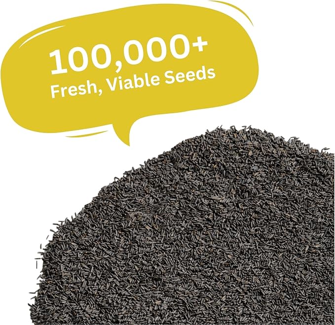 Black Eyed Susan Seeds – 100,000+ Seeds – 1 oz Bulk Extra Large Resealable Packet – Premium Non-GMO Rudbeckia hirta Wildflower Seeds with Bright Yellow Blooms