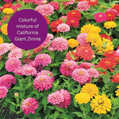 Earth Science Zinnia Seeds - 4oz – Premium Easy-to-Grow, Hearty, Bright and Vibrant Flower Blooms to Enhance Visual Aesthetics of Home & Garden, and Attract Pollinators - Non GMO