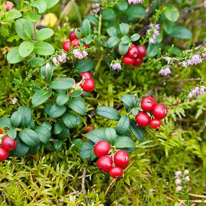 1500pcs Mixed Berry Seeds Kit for Planting (Strawberriy, Blueberry, Raspberry, Mulberry, Cranberry, Cherry Seeds Pack), Non-GMO Perennial Fruits Seeds, Home Garden Plants for Outdoors