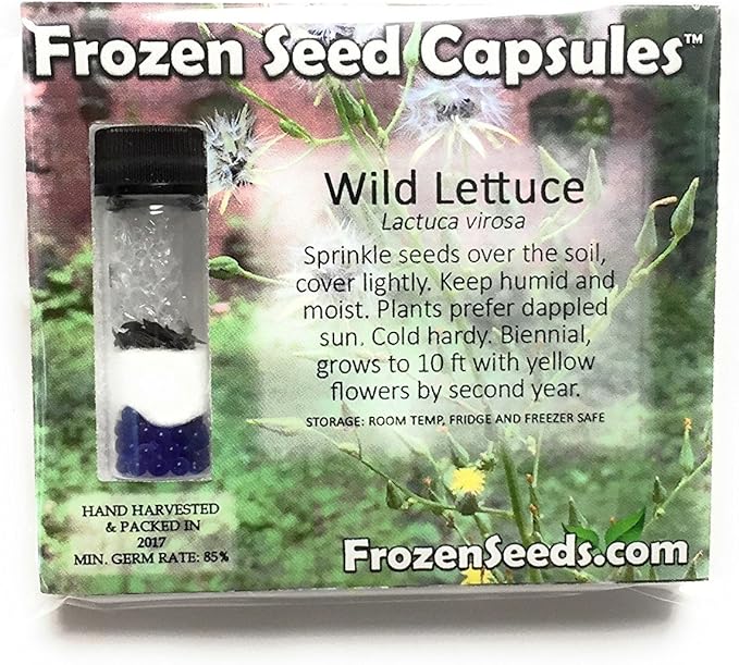 Wild Lettuce (Lactuca virosa) - Grow Now or Store for Future Planting - Capsule of 50 Seeds