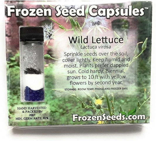 Wild Lettuce (Lactuca virosa) - Grow Now or Store for Future Planting - Capsule of 50 Seeds