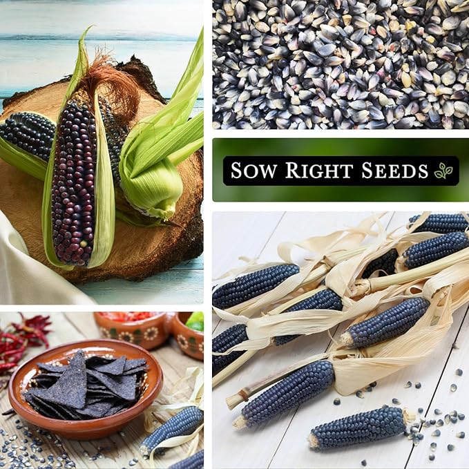 Sow Right Seeds - Blue Hopi Corn Seed for Planting - Non-GMO Heirloom Packet with Instructions to Plant and Grow an Outdoor Home Vegetable Garden - Great for Blue Corn Flour Cooking (3)