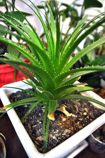 Aloe Vera Plant Potting Soil Mix (3 Cups / 1 Quart), Perlite & Peat Moss