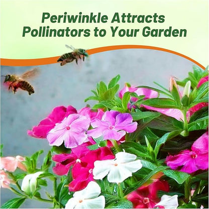 Outsidepride Mix Periwinkle Seeds for Planting – 4000 Pcs Annual, Fast-Blooming, Heat & Drought Tolerant Vinca Flower Seeds with Vibrant Colors Ideal for Gardens, Beds, Borders & Containers
