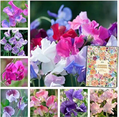 Sweet Pea Seeds 100 Seeds - Non-GMO Heirloom Seeds Brightly Colored Flowering Vines for Pergolas, Flower Beds, Balconies and Patios