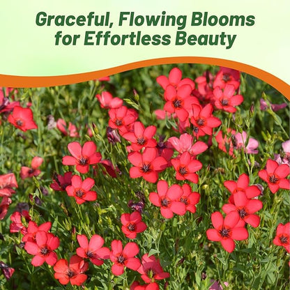 Outsidepride Scarlet Flax Seeds - 5000 Pcs Annual Flower Seeds for Planting, Self-Seeding, Drought-Tolerant w/Compact Growth, for Small Gardens, Meadows, Borders, or Mass Plantings