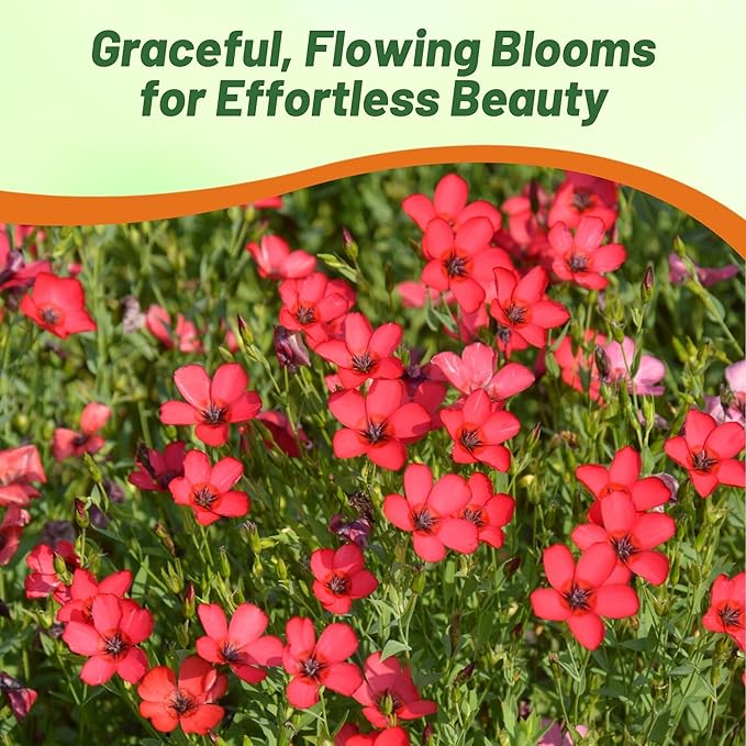 Outsidepride Scarlet Flax Seeds - 5 lbs Annual Flower Seeds for Planting, Self-Seeding, Drought-Tolerant w/Compact Growth, for Small Gardens, Meadows, Borders, or Mass Plantings
