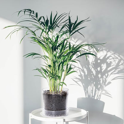 Phoenix Vine 8 Inch Clear Acrylic Planter Pot with Tray, Orchid Pot with Drainage Holes, Deep Saucer for Bottom Watering, Transparent Containers for Indoor Plants, Herbs, Set of 2, 91-A-G-2