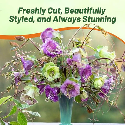 Outsidepride Mix Cobea Cup and Saucer Vine Seeds - 100 Pcs Perennial Climbing Vine Flower Seeds with Lush Foliage & Large Flowers That Attract Pollinators, for Fences, Trellises, or Walls