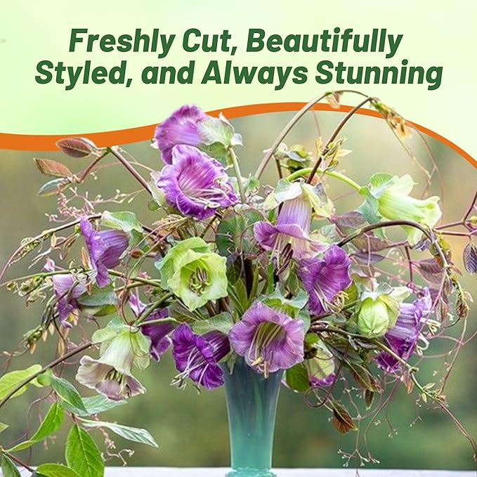 Outsidepride Mix Cobea Cup and Saucer Vine Seeds - 200 Pcs Perennial Climbing Vine Flower Seeds with Lush Foliage & Large Flowers That Attract Pollinators, for Fences, Trellises, or Walls