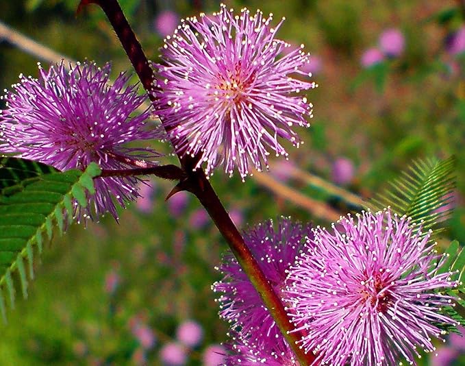 40+ Seeds Mimosa Shy Sensitive Plant Fast Growing - Flower Pink