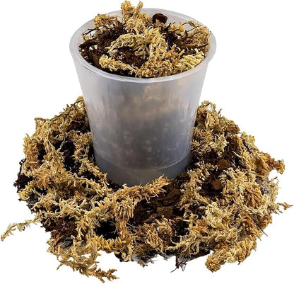 Gardenera Premium Orchid Mix by GARDENERA - 10 Quart - Fern + New Zealand Pine Bark + Sphagnum Moss + Perlite | Best for Growing and Repotting Orchids (2 Bags of 5 QT)