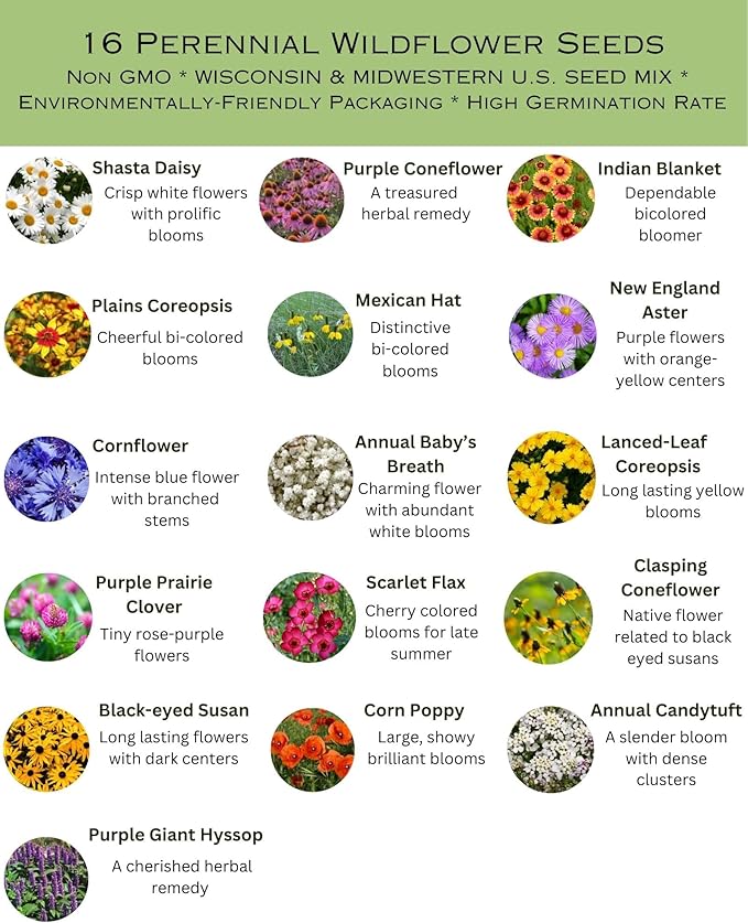 Wisconsin Bulk Perennial Wildflower Seed Mix 1lb Covers 2,000sq-ft - Attract Pollinators, Multi-Color Blooms - Midwest US Species Plant in Spring/Fall - Earth-Friendly Packaging (1/8 Pound (2 Ounces))