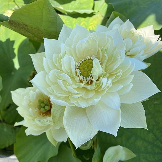 Chalily Aquatic Gold Soil Perfect for Water Lilies, Lotus, and All Aquatic Plants Packed with Nutrients Aquatic Soil is Great for Pond Plants 4 quarts