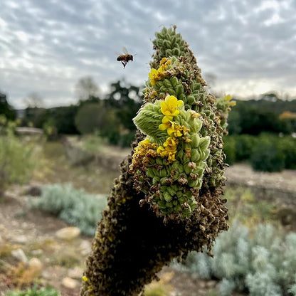 Plant Good Seed Organic Common Mullein Seeds for Planting: Medicinal Tea Herb, Yellow Flowers - 250 Seed Packet