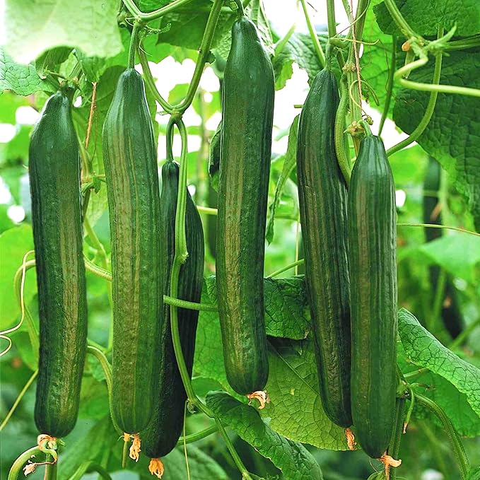 TomorrowSeeds - English Telegraph Improved Burpless Cucumber (English Cucumber) Seeds - 30+ Count - for 2026 Planting Hothouse Cucumbers Crisp European Near-Seedless Long Heirloom Vegetable