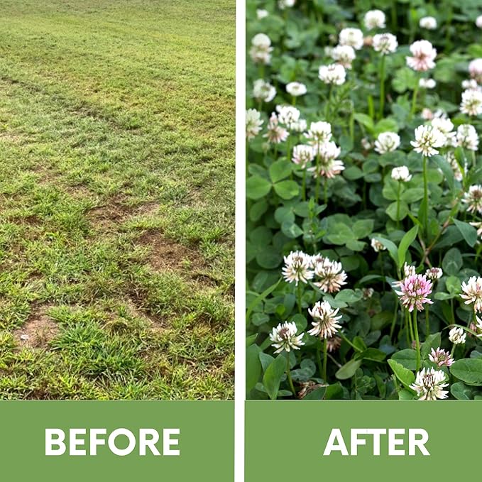 Flawn Seed Kits Dutch White Clover Seeds Organic Coated, 11 Lbs, Natural Lawn, Ground Cover, Hunting Food Plot, Covers up to 40,000 Sqft