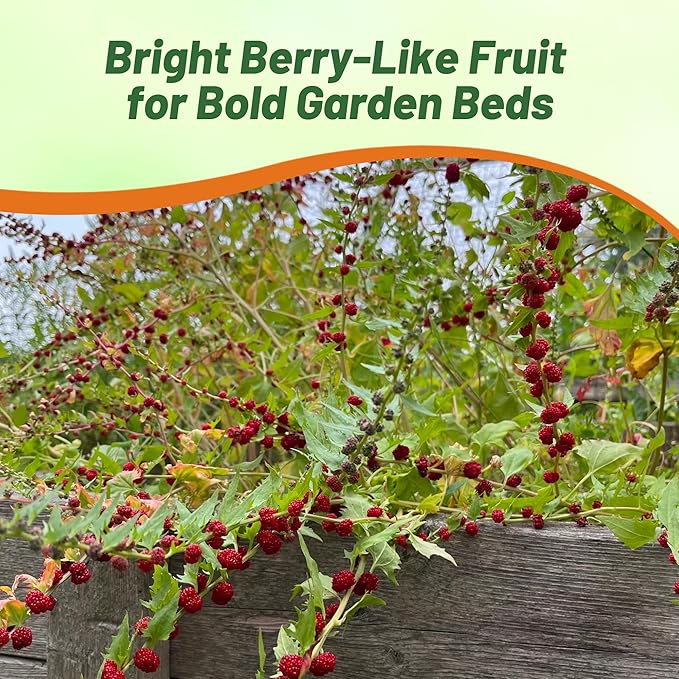 Outsidepride Strawberry Spinach Seeds - 5000 Pcs. Annual, Easy to Grow & Low Maintenance, Fruit Seeds for Planting Edible Foliage & Strawberry-Like Fruits for Pollinator Gardens & Erosion Control