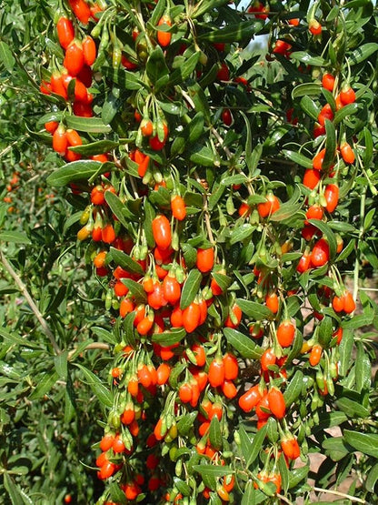 TomorrowSeeds - Goji Berry Tree Seeds - 200+ Count - for 2026 Planting Lycium Chinense Superfood Wolfberry Asian Wellness Red Flowering Edible Perennial Fruit Trees Perennial Grow Your Own Home Farm