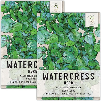 Seed Needs Watercress Seeds for Planting Nasturtium officinale - Non-GMO Heirloom & Untreated - Plant Your own Home Grown Culinary Herb Garden Indoors or Outdoors (2 Packs)