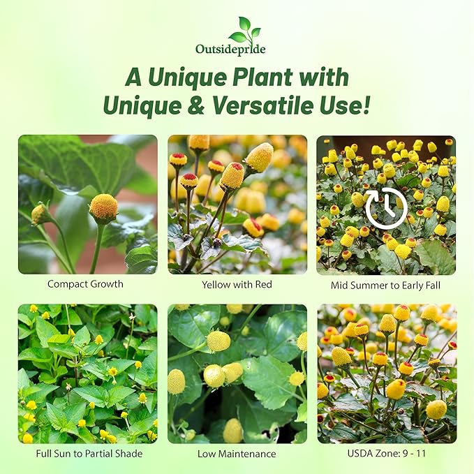 Outsidepride Toothache Plant Seeds - 10000 Pcs. Perennial, Easy to Grow & Pollinator Friendly, Herb Seeds for Planting Ornamental, Pompom-Shaped Yellow Blooms for Culinary Creations & Herb Gardens