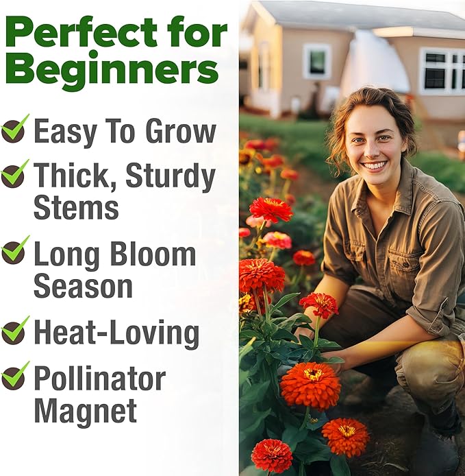HOME GROWN Will Rogers Zinnia Seeds - 150 Zinnia Flower Seeds for Planting Outdoors - Tall Zinnia Elegans Cut Flowers - Heirloom Non-GMO Zinnia Seeds for 2026