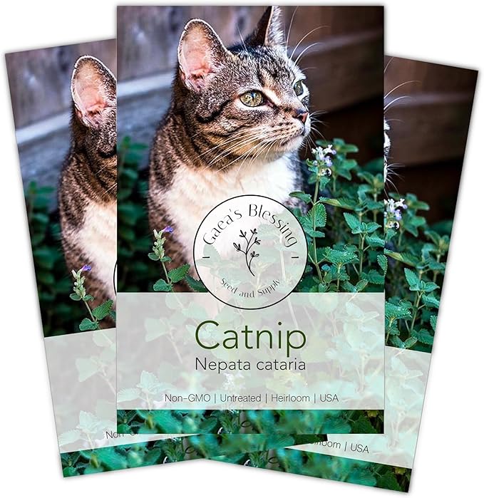 Gaea's Blessing Seeds - Catnip Seeds - Non-GMO Heirloom Seeds Nepata Cataria Open-Pollinated - with Easy to Follow Instructions - 90% Germination Rate Net Wt. 1.1g (Pack of 3)
