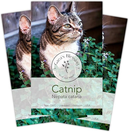 Gaea's Blessing Seeds - Catnip Seeds - Non-GMO Heirloom Seeds Nepata Cataria Open-Pollinated - with Easy to Follow Instructions - 90% Germination Rate Net Wt. 1.1g (Pack of 3)