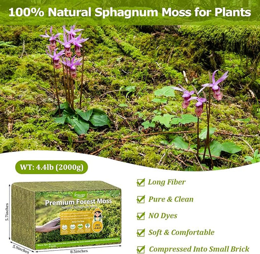 Legigo 4.4LBS Sphagnum Moss for Plants, 80QT Natural Orchid Moss Potting Mix Dired, Green Forest Plant Moss for Orchid Repotting Carnivorous Succulents Indoor Potted Plants Gardening and Reptiles