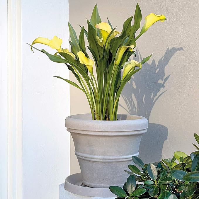 Crescent Garden Brunello Classic Rolled Rim Planter Pot, Indoor/Outdoor Plastic Round Pot - Traditional Planter for Herbs, Plants, Houseplant -14'' (Parchment)