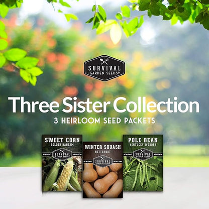 Three Sisters Collection Seed Vault - Non-GMO Heirloom Seeds for Planting Vegetables - Sweetcorn, Butternut Winter Squash & Pole Beans for Growing on Your Homestead - Survival Garden Seeds