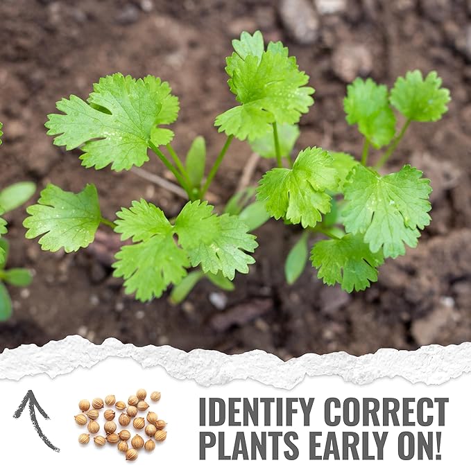 Seed Needs Cilantro Seeds for Planting Coriander Kitchen Herbs - Non-GMO Heirloom & Untreated - Grow a Home Grown Herb Garden Indoors or Outdoors (20 Packs)