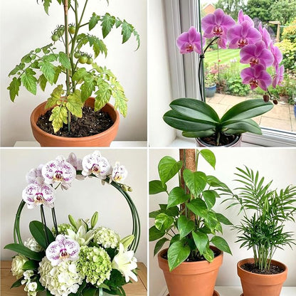 10 Pack Orchid Stakes and Clips, Flexible Plant Support Stakes,11.8 Inch Plant Holder Stick for Garden,Plants Supports for Tomato Rose Outdoor Indoor Plants Professional Phalaenopsis