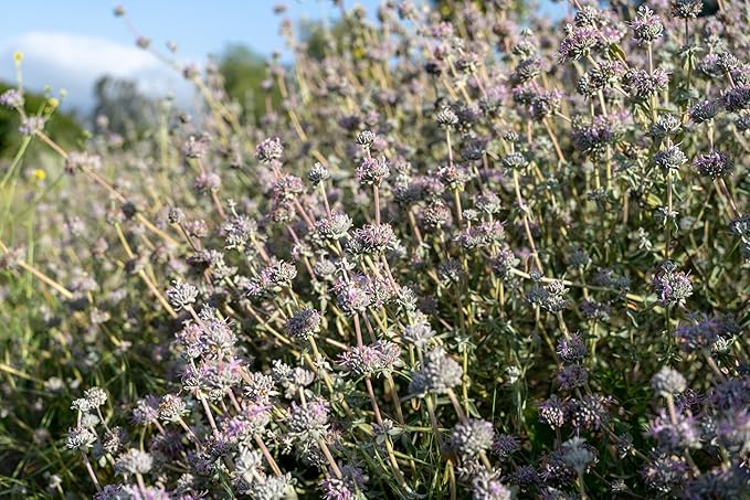 Plant Good Seed Organic San Luis Purple Sage Seeds for Planting: California Native Plant, Aromatic Gray Leaves - 100 Seed Packet